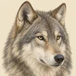 Gray wolf