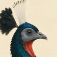 Congo peafowl