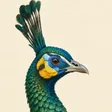 Green peafowl