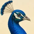 Indian peafowl