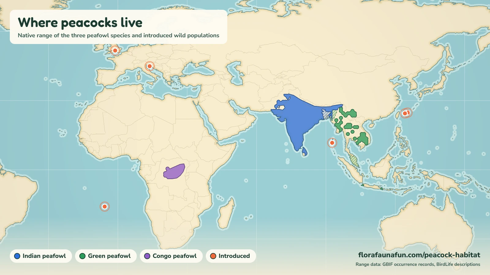 Peacock habitat map showing the native ranges of the Indian, green and Congo peafowl and introduced populations worldwide