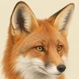Red fox