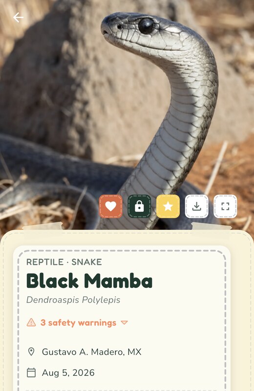 The WunderWild app showing an identified snake with its species notes