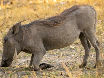 Aardvark