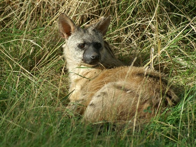 Aardwolf