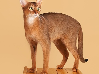 Abyssinian