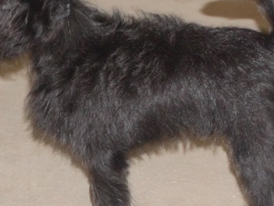 Affenpinscher