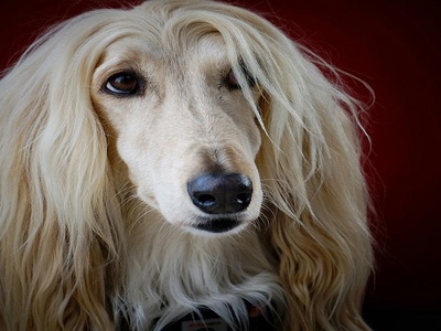 Afghan Hound