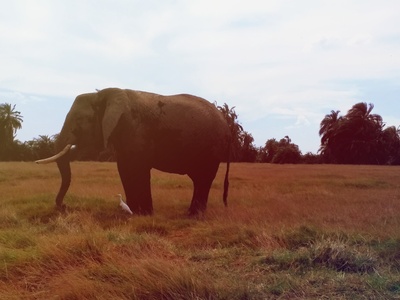 African Elephant