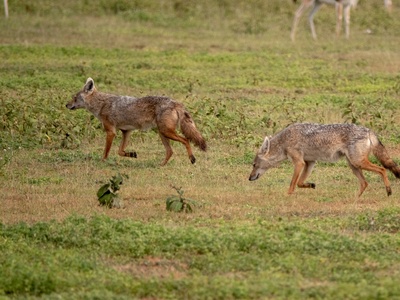 African Golden Wolf