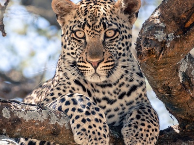 African Leopard