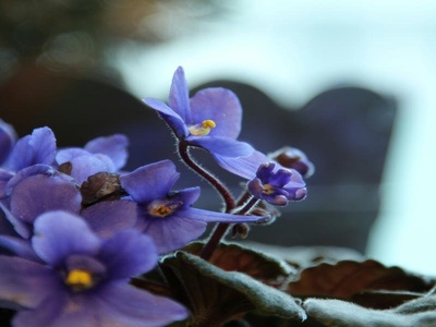 African Violet