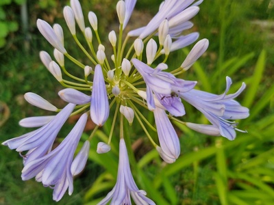 Agapanthus