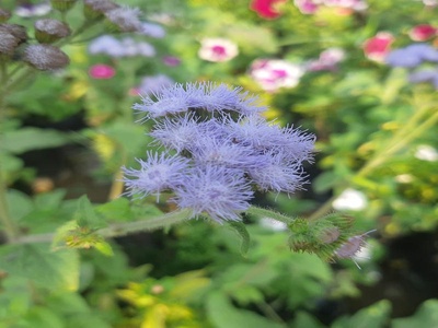 Ageratum