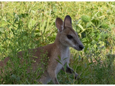 Agile Wallaby