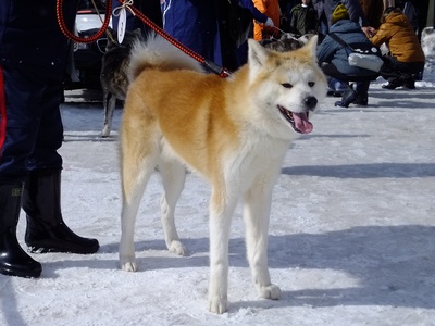 Akita