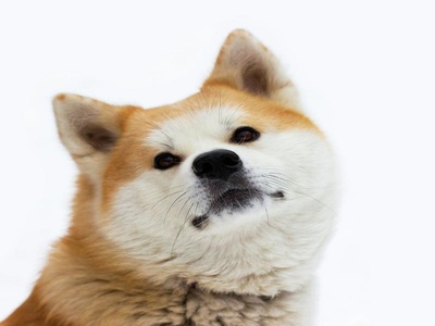 Akita