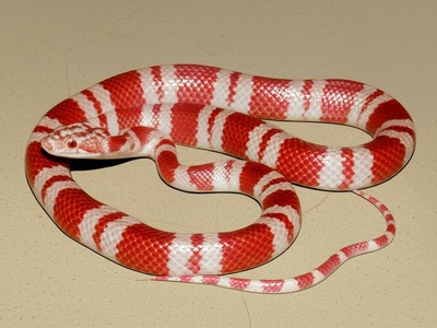 Albino California Kingsnake