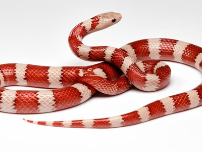Albino Nelson's Milksnake