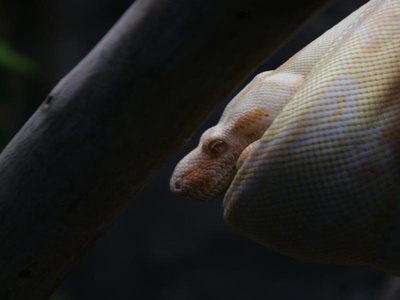 Albino Western Hognose Snake