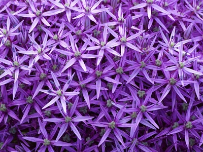 Allium