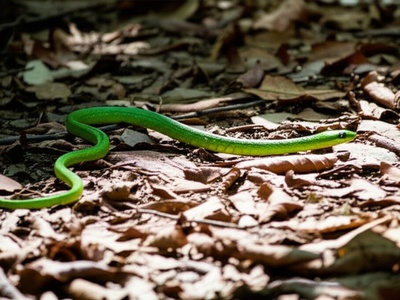 Amazon Green Racer