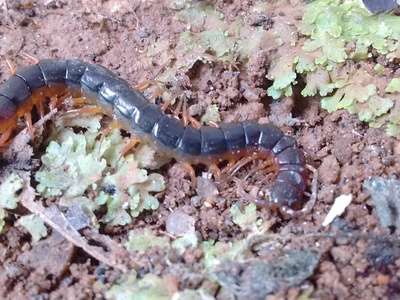 Amazonian Giant Centipede