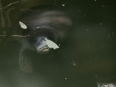 Amazonian Manatee