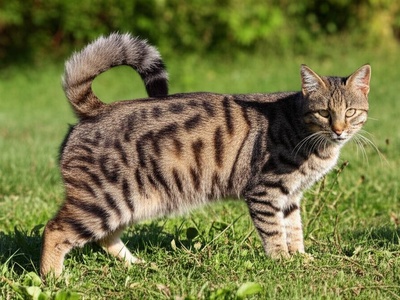 American Bobtail