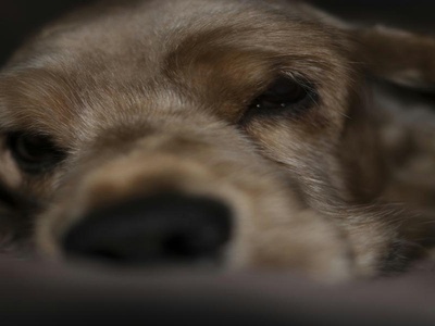 American Cocker Spaniel