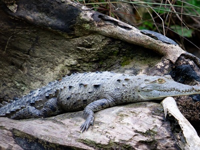 American Crocodile