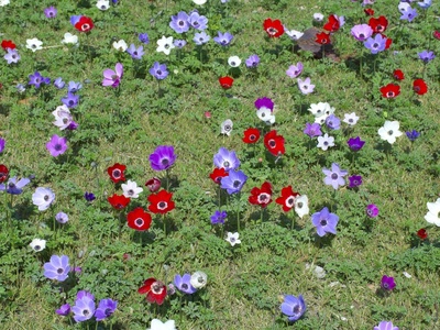 Anemone