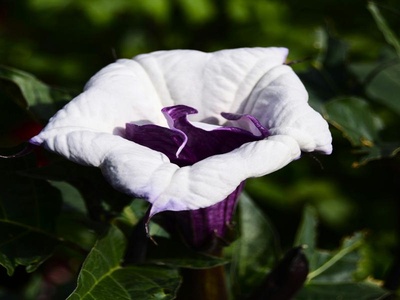 Angel's Trumpet