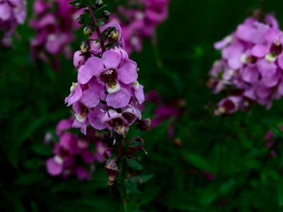 Angelonia