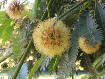 Angico