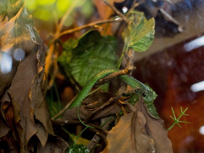 Angolan Green Snake