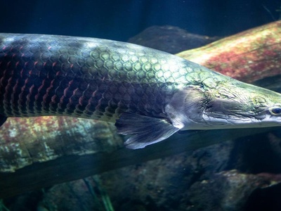 Arapaima