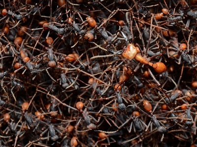 Army Ant