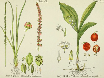 Arrow Grass