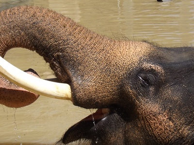 Asian Elephant
