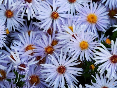 Aster