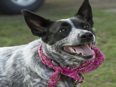 Australian Cattle Dog