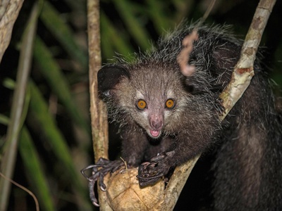 Aye-aye