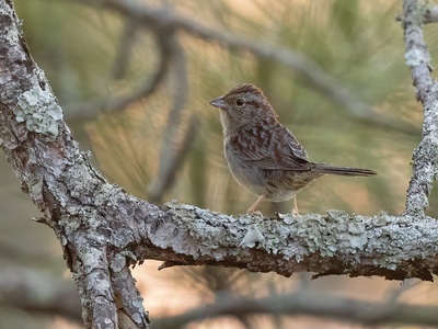Bachman's Sparrow
