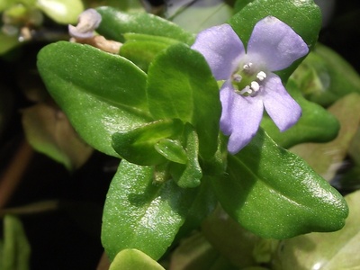 Bacopa