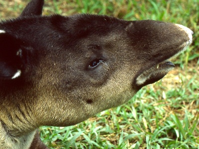 Baird's Tapir
