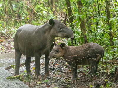 Baird's Tapir