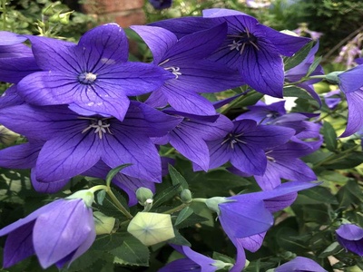 Balloon Flower