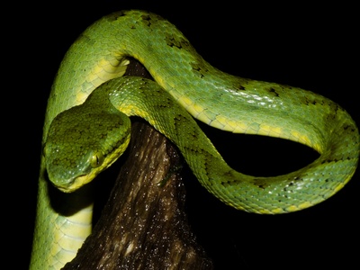 Bamboo Pit Viper
