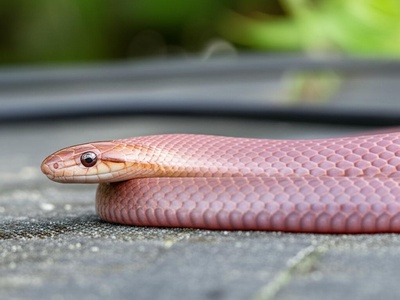Barbadensis Racer